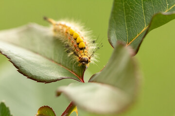 A shaggy caterpillar on a rose leaf in the garden. Pest in the garden. Caterpillars are causing damage to gardeners.