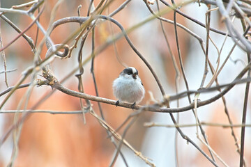 小さな嘴を大きく開けて鳴いているエナガ