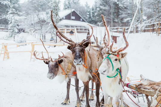 Three reindeer harnessed with a sleigh in a snowy ethnic village.