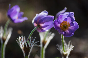 Close-up of purple flowers with fuzzy stems basking in sunlight, highlighting their delicate petals and vibrant colors