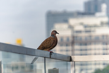 Spotted Dove on a fence