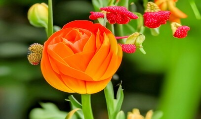 red and yellow renuculus spring season blooms 