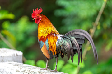 The nature of wild chickens with brightly colored feathers, fast moving birds, are often found in the mountains or farms that are operated as businesses and for the trade of eggs and meat.