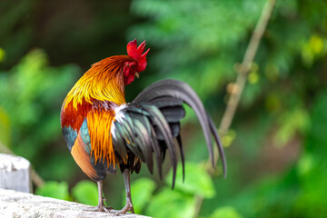 The nature of wild chickens with brightly colored feathers, fast moving birds, are often found in the mountains or farms that are operated as businesses and for the trade of eggs and meat.