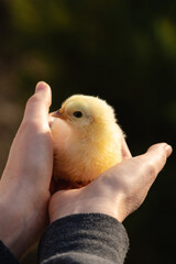 Yellow chicken in farmer's hand. Poultry farm