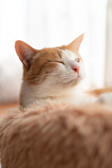 窓辺で眠る可愛い猫　茶トラ白	