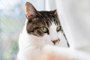 窓辺でくつろぐ可愛い猫　キジトラ白	