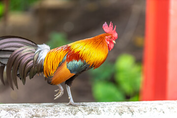 The nature of wild chickens with brightly colored feathers, fast moving birds, are often found in the mountains or farms that are operated as businesses and for the trade of eggs and meat.