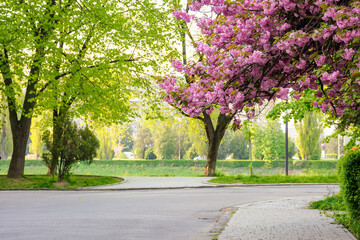 cherry blossom on the city street. branch with pink flowers. old european town on a sunny morning....