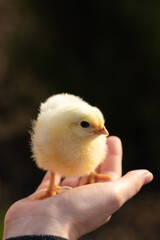 Yellow chicken in farmer's hand. Poultry farm