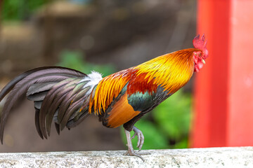 The nature of wild chickens with brightly colored feathers, fast moving birds, are often found in the mountains or farms that are operated as businesses and for the trade of eggs and meat.