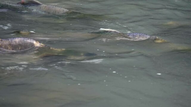 Humpback salmon swimming on water surface during spawning season. Tracking shot