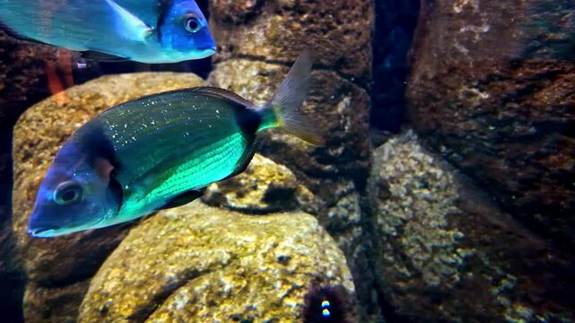 Two silver bream fish glide through an aquarium with rocky formations at CRETAquarium Thalassokosmos