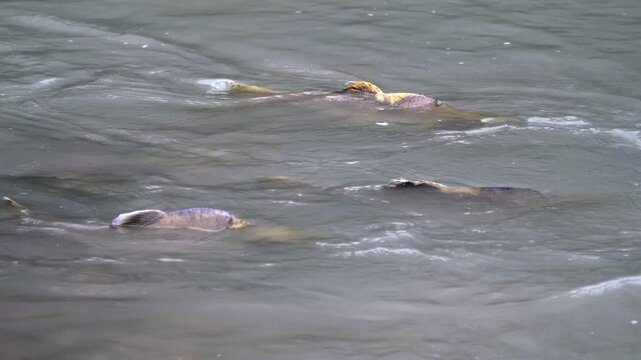 Close up tracking shot of male humpback salmon swimming on water surface