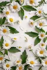 Fototapeta premium vertical floral top view card with delicate daisies flowers and green leaves on white background