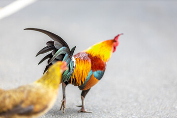 The nature of wild chickens with brightly colored feathers, fast moving birds, are often found in the mountains or farms that are operated as businesses and for the trade of eggs and meat.