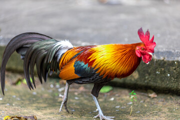 The nature of wild chickens with brightly colored feathers, fast moving birds, are often found in the mountains or farms that are operated as businesses and for the trade of eggs and meat.