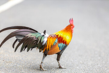 The nature of wild chickens with brightly colored feathers, fast moving birds, are often found in the mountains or farms that are operated as businesses and for the trade of eggs and meat.