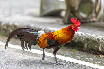 The nature of wild chickens with brightly colored feathers, fast moving birds, are often found in...
