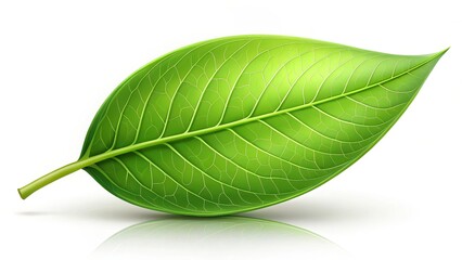 Obraz premium Green Leaf on White Background