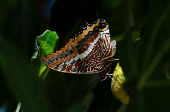 Erdbeerbaumfalter (Charaxes jasius)