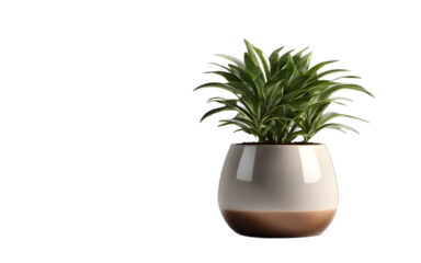 A small office plant in a ceramic pot, isolated on a empty plain background
