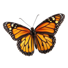 Monarch butterfly isolated on transparent background, PNG