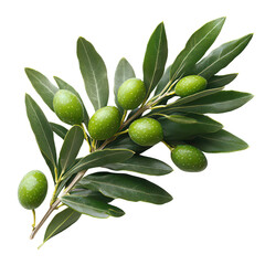 Olive branch isolated on transparent background, PNG