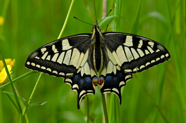 Schwalbenschwanz (Papilio machaon)