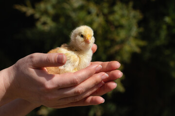 Yellow chicken in farmer's hand. Poultry farm