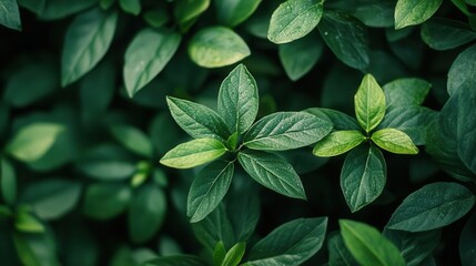 Nature, close-up of vibrant green leaves in a lush forest