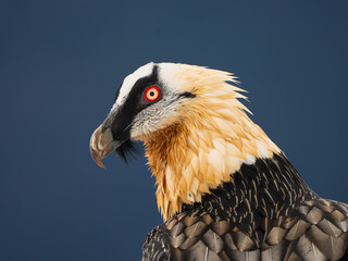 vulture breaking bones adult close-up head looking left