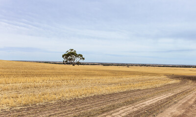 Obraz premium Lone tree