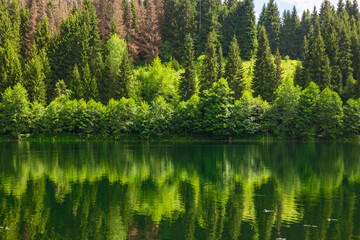 Obraz premium Reflection of the lush forest on a calm lake. Landscape or nature background