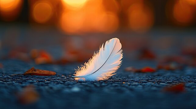 White feather rests on dark ground at sunset