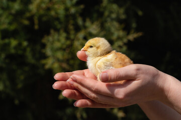 Yellow chicken in farmer's hand. Poultry farm