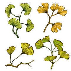 Ginkgo Leaf isolated Vector Illustration