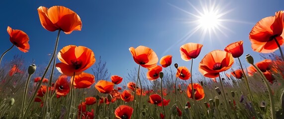 Obraz premium Vivid poppies swaying in the wind under a bright blue sky celebrating springtime and the beauty of wildflowers