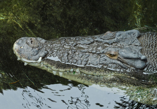 Leistenkrokodil Frederick, Wilhelma, Zoologisch-Botanischer Garten, Stuttgart, Baden-W&uuml;rttemberg, Deutschland
