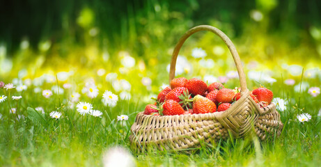 Beautiful ripe strawberries in a basket on a flower meadow in the sun outdoors in summer. Blurred...