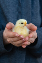 Yellow chicken in farmer's hand. Poultry farm