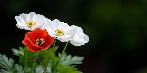 Obraz premium Closeup Of Red And White Poppies Against Dark Background