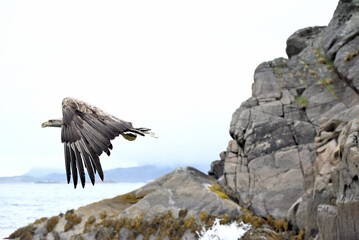 Eagle, Lofoten, Norway