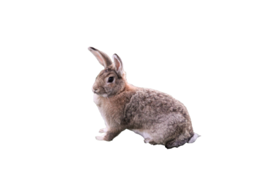 A small brown bunny rabbit isolated on a transparent png background