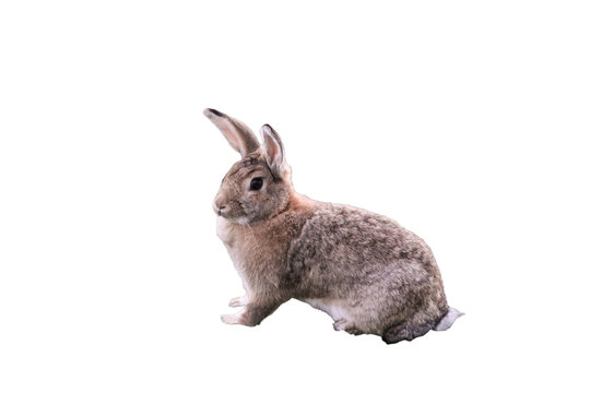 A small brown bunny rabbit isolated on a transparent png background