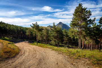 Road between pines to the Goat Cliff