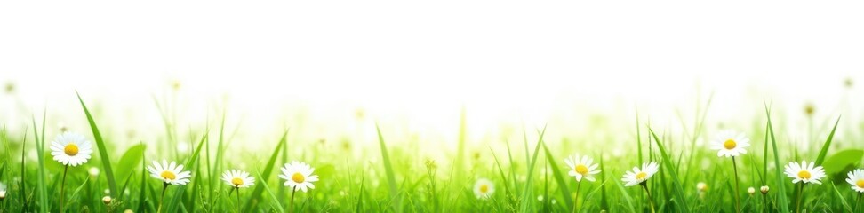 Softly falls a gentle grassy field with white daisies against a bright white background, nature, white