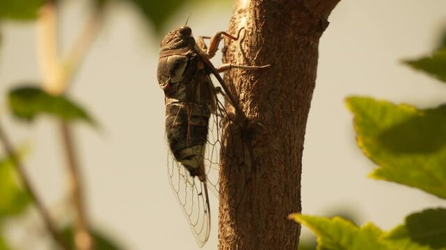 Cicada Branch Tree Close-up of a cicada on a tree branch.