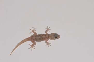 Boettger's wall gecko Tarentola boettgeri boetgeri. Cruz de Pajonales. Tejeda. Gran Canaria. Canary Islands. Spain.