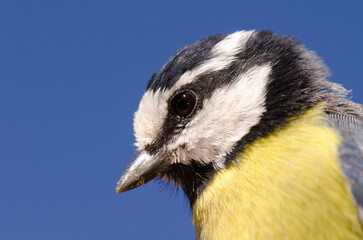 African blue tit Cyanistes teneriffae hedwigii. Integral Natural Reserve of Inagua. Gran Canaria. Canary Islands. Spain.